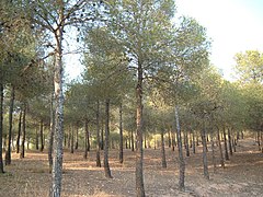 Pinada cerca de las Cruces