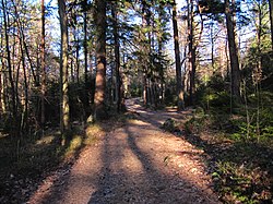 Caminho florestal