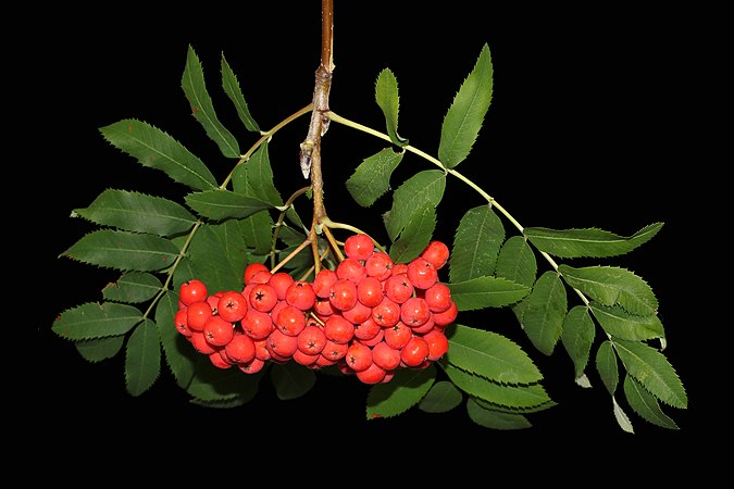 图为北欧花楸（Sorbus aucuparia）的莓果。摄于乌克兰的文尼察。