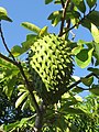 Guanabana (Annona muricata)