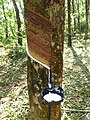 Image 35Latex collecting from a rubber tree (Hevea brasiliensis) (from Tree)