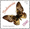 ID060.07, 5 November 2007, Butterflies - species:Troides hypolitus