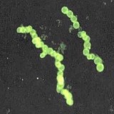 Sulphide bacteria crop2.jpg