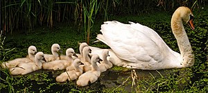 A white swan followed by nine little cygnets