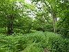 Swanton Novers Wood