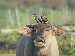 Symbiotisch mutualisme tussen Bubalus bubalis en Acridotheres javanicus