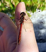 Sympetrum vulgatum – Männchen