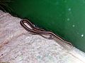 Eastern Plains Garter Snake