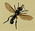 Thecophora fulvipes