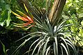 Tillandsia fasciculata