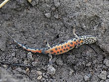 Newt on soil, lying on the side and exposing its orange, black-spotted underside