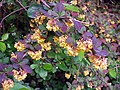 Berberis, entweder B. thunbergii oder die Hybride B. x ottawensis