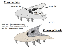 Croquis montrant la comparaison entre les maxillaires de Velociraptor osmolskae (montré en haut, en gris) et celui de Velociraptor mongoliensis (montré en bas, en beige).