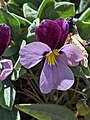 Viola trinervata flower closeup