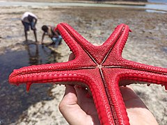 Пляж Ватаму, Кения Starfish.jpg