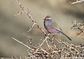 Male white-browed tit-warbler, showing colorful violet-mauve plumage