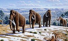 Woolly mammoth (Mammuthus primigenius) - Mauricio Antón