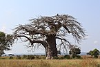 Adansonia digitata എന്ന മരം ദേശീയോദ്യാനത്തിൽ