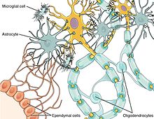 Different types of glial cells including microglia, astroglia and oligodendrocytes. 1209 Glial Cells of the CNS-02.jpg