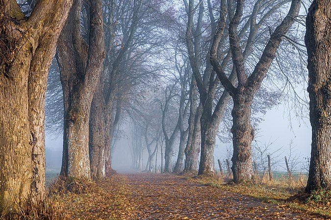 图为十一月迷雾清晨中的玛丽大道，位于德国北莱茵-威斯特法伦奥伊斯基兴县的达莱姆。