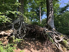 Beeindruckendes Buchenwurzelwerk bietet Verstecke (westl. Schaafenkotten)