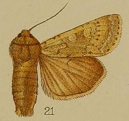 Rhyacia arenacea