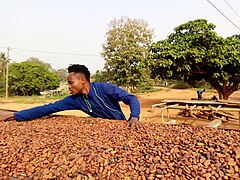 Сушка какао-бобів у Гані