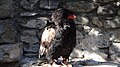 Aigle bateleur