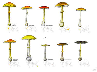 Группа Amanita flavoconia