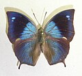 Babočkovitý motýl Memphis morvus