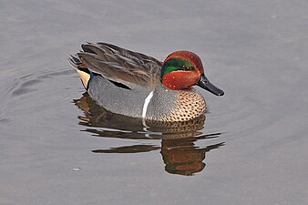 Teal takes its name from the color around the eyes of the Teal duck.