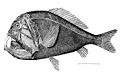 Anopoglaster cornuta