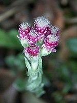 Miniatura para Antennaria