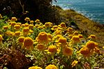 Anthemis chrysantha