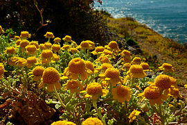 Manzanilla de Escombreras (Anthemis chrysantha)