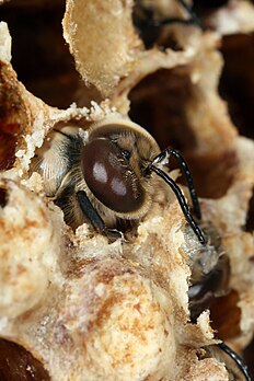 Une abeille européenne carnolienne (Apis mellifera carnica) perçant l’opercule de son alvéole, lors de son éclosion dans la ruche. (définition réelle 2 592 × 3 888)