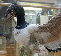 Soyu tükenmiş kuşlardan Archaeopteryx