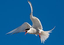 Arctic terns protect their offspring extremely aggressively by very quick drop-downs from a stationary flight over their enemies. Other birds often benefit from this behavior by breeding very close to the Arctic terns. Arctic tern (Sterna paradisaea) attacking, Amsterdam island, Svalbard.jpg