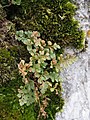 Asplenium ruta-muraria, Sićevačka klisura