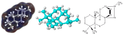 3D (left and center) and 2D (right) representations of the terpenoid molecule atisane Atisane3.png