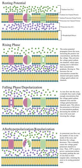 An annotated diagram of the stages of an action potential propagating down an axon including the role of ion concentration and pump and channel proteins Axon Propagation.svg