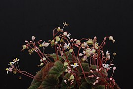 Begonia hoehneana