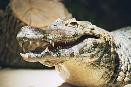 Yacare caiman