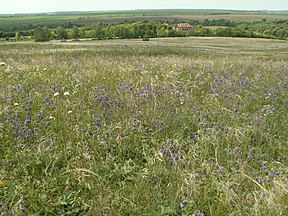 Wiesensteppe in dem Areal der Bukreevy barmy