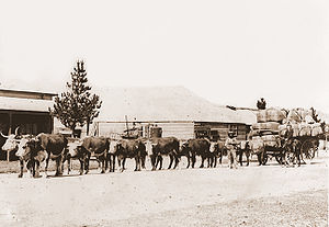 A bullock team hauling wool in New South Wales Bullock team.jpg