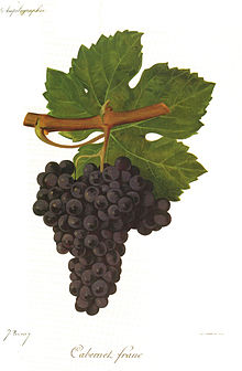 Cabernet-franc.jpg