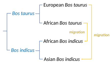 Cattle phylogeny and migrations involve two major species, at least two domestications, and migrations between these. Cattle phylogeny and migrations.svg