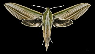 Female Cechenena lineosa