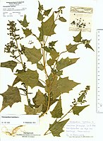 Herbarium exemplaar