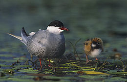 Baltaskruostė žuvėdra (Chlidonias hybridus)